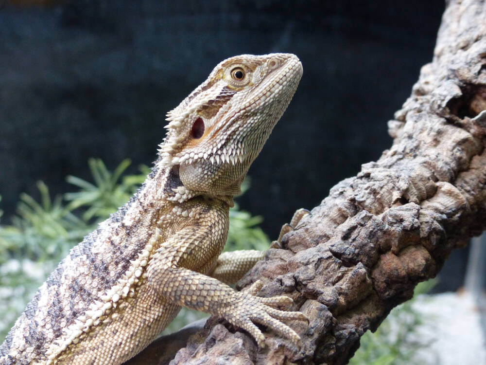 The Pet Lodge, exotic reptile shop in Eltham, South-East London