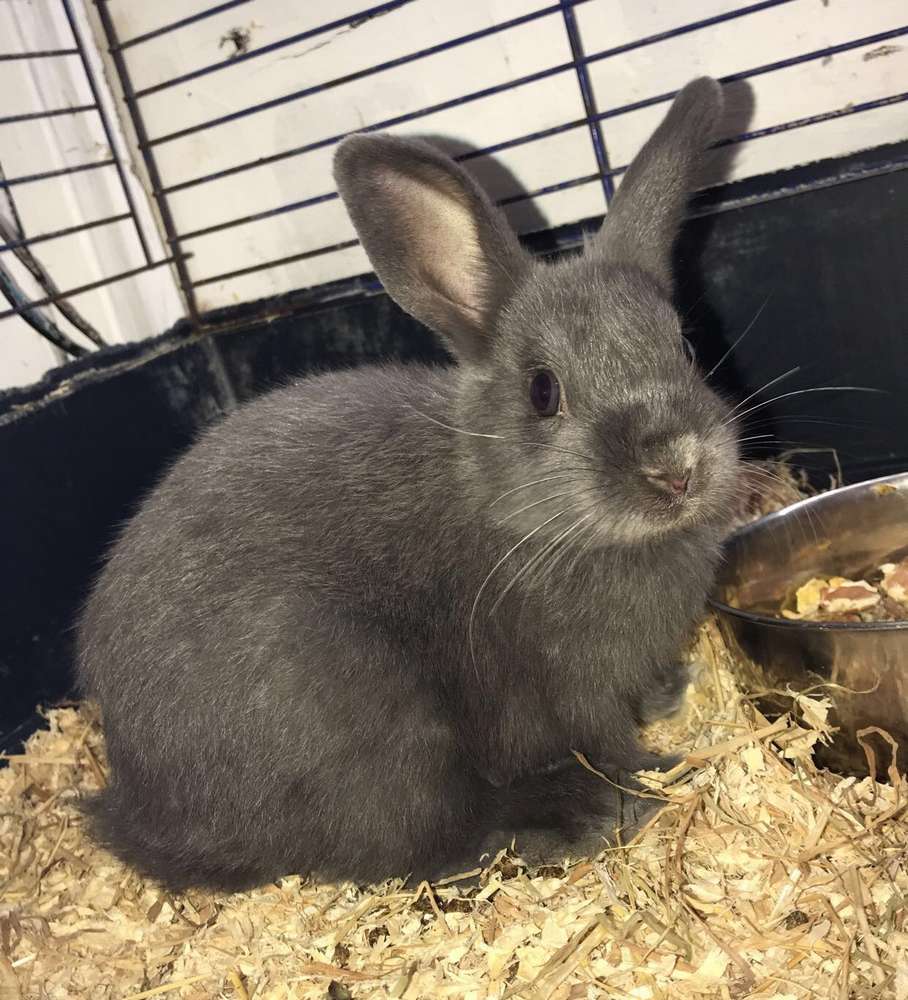 Pet shop with small animals in stock - Eltham, London, SE9