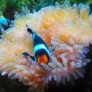 clown-fishmarine-fish